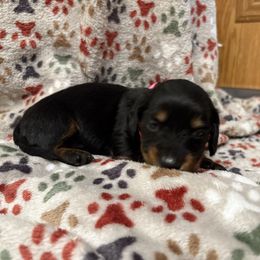 Beatrice - Black and tan female Dachshund puppy in Hobart, Indiana from Cogsworth Cromwell Dachshunds of NW Indiana