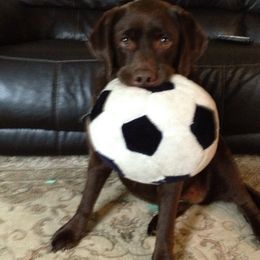 Labrador Retriever Puppies from Lorlyn Labradors