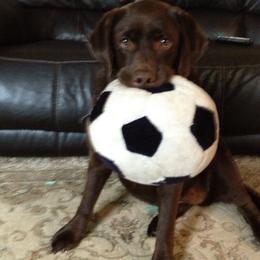 Labrador Retriever Puppies from Lorlyn Labradors