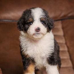 Éclaire - Trained Puppy - Tri-color female Bernedoodle puppy in Youngstown, Florida from Wonderland’s Boujie Kennels