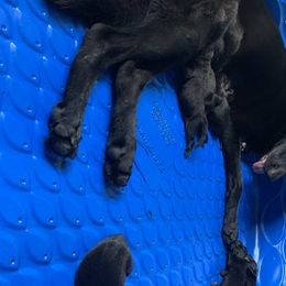 German Shepherd puppies from Big House Kennels