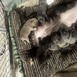 French Bulldog Puppies from Psycho Frenchies
