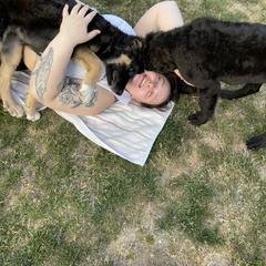 Bernedoodle and Saint Berdoodle Puppies from Myt fine doodles