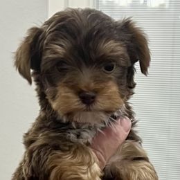 Boy 2 - male Yorkshire Terrier puppy in Bryan, Texas from Shayle's Yorkie Pups