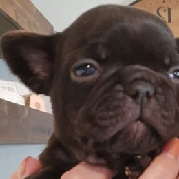Girl 1 - Black French Bulldog puppy in Kansas from Peace Love frenchies