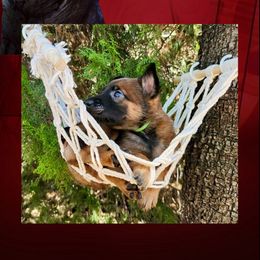 Groot - Red sable male Belgian Malinois puppy in Chino, California from BlueStone K9