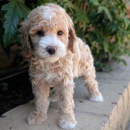 Blue Collar Boy - Apricot male Poodle puppy in Laveen, Arizona from Neely Family Poodles
