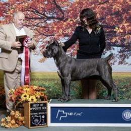Indy - Cane Corso