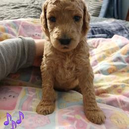 Purple - Apricot female Poodle puppy in Big Rapids, Michigan from Meeker's Ridge Standard Poodles