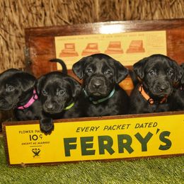 Labrador Retriever Puppies from Labs of Cottonhollow