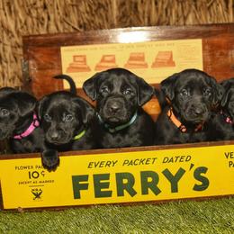 Labrador Retriever Puppies from Labs of Cottonhollow
