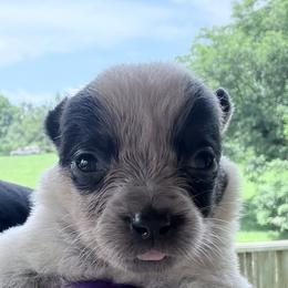 Viola - Blue female Australian Cattle Dog puppy in Devalls Bluff, Arkansas from Coolhand's Australian Cattle Dogs