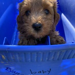 Cockapoo Puppies from Chesapeake Cockapoos