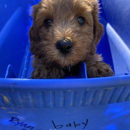 Cockapoo Puppies from Chesapeake Cockapoos