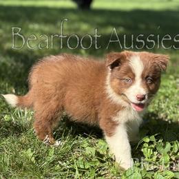 Girl 1 - Red tri-color female Australian Shepherd puppy in Lowell, Indiana from Bearfoot Aussies and Tollers
