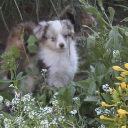Australian Shepherd Puppies from BitABlue Australian Shepherds