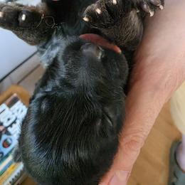Lucy - Black and red female German Shepherd puppy in Columbus, Indiana from Stony Lonesome GSD