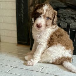 Muffin - Sheepadoodle puppy from Urban Farmhouse Sheepadoodles