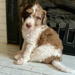 Muffin - Sheepadoodle puppy from Urban Farmhouse Sheepadoodles