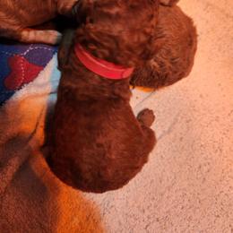 Red collar (Sherry) - Red  female Poodle puppy in Stephentown, New York from Creme de la Poodle, standard poodles