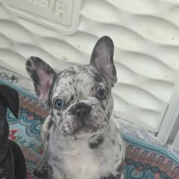 Blitz - male Boston Terrier puppy in Fort Myers, Florida from Legends Frenchton's, French Bulldogs ,Boston Terriers, Reindeer chihuahuas & French Bullhuahua's