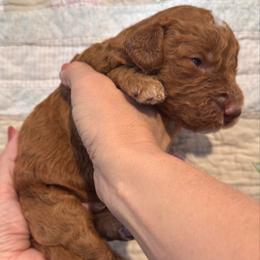 Marty (Robbins) - Red  male Goldendoodle puppy in Eagleville, Tennessee from Nash Doodles