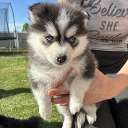 Nova - Black and white female Pomsky puppy in Pasco County, Florida from Pomsky Hills