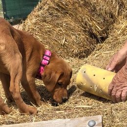 Dalmatian and Labrador Retriever Puppies from ECMO Farm Dalmatians & ECMO Farm Fox Red Labs