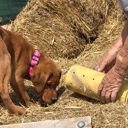 Dalmatian and Labrador Retriever Puppies from ECMO Farm Dalmatians & ECMO Farm Fox Red Labs