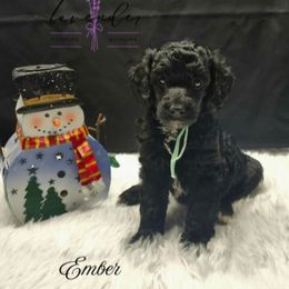 Ember - Black female Poodle puppy in Mancelona, Michigan from Lavender poodles & doodles