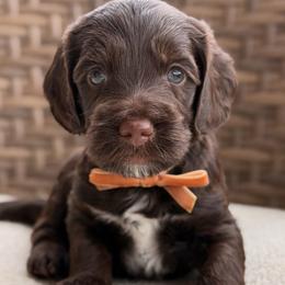 Buckwheat - Merle male Goldendoodle puppy in Blanchard, Oklahoma from Dream Doodles by Dondi