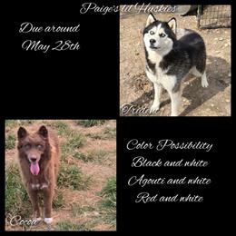 Siberian Husky puppies from Paiges lil huskies