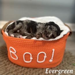 Evergreen - Merle male Goldendoodle puppy in Siesta Key, Florida from Siesta Key Doodles