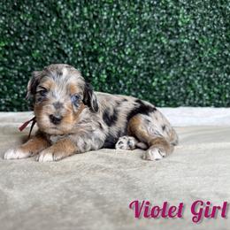 Violet Girl - Merle female Goldendoodle puppy in Modesto, California from Two Doods Doodles