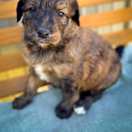 Bernedoodle and Siberian Husky Puppies from Timberline Paws
