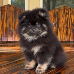 Toby - Blue and tan male Pomeranian puppy in Kennedale, Texas from Puppiesnat