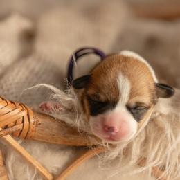 Purple collar- Madeline - Sable female Pembroke Welsh Corgi puppy in Waverly Hall, Georgia from 6g Ranch Corgis