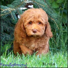 Birdie - Caramel red female Australian Labradoodle puppy in Billings, Montana from Doodle Around