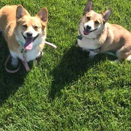 Pembroke Welsh Corgi All Grown Up from Early Spring Corgis