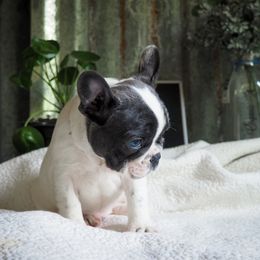Bulldog Puppies from The Barking Lot