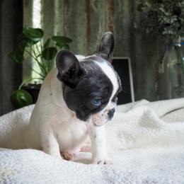 Bulldog Puppies from The Barking Lot
