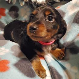 Dachshund Puppies from FleuryDachs