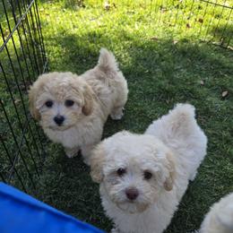 Poodle Puppies from Caboodles Of Poodles