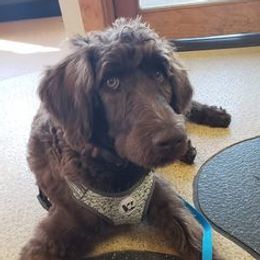 Goldendoodles and Poodles from Howling Heights