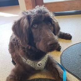 Goldendoodles and Poodles from Howling Heights