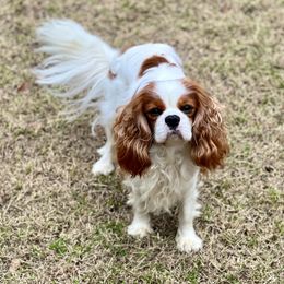 Jasper - Cavalier King Charles Spaniel
