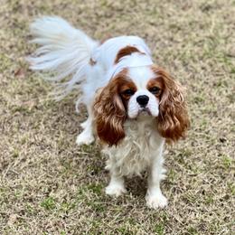 Jasper - Cavalier King Charles Spaniel