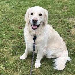 Oakley - Golden Retriever