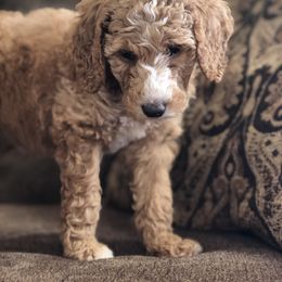 Aussiedoodle, Bernedoodle, and Poodle Puppies from Megan’s Spoiled Standards