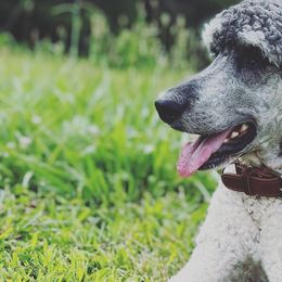 Bernedoodles, Goldendoodles, and Poodles from Elevated Standards NC